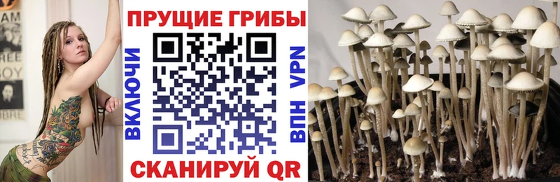 Псилоцибиновые грибы Psilocybe  Купить  Тырныауз 